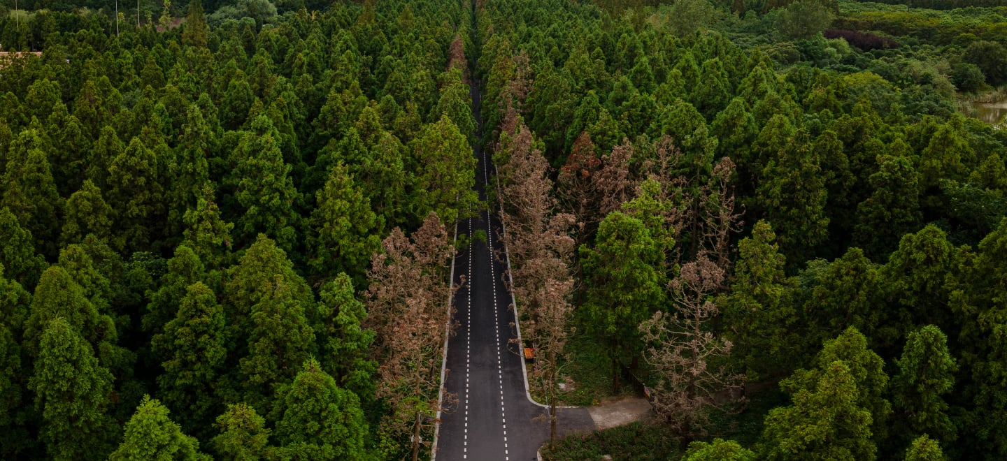 上海崇明生态大道.jpg